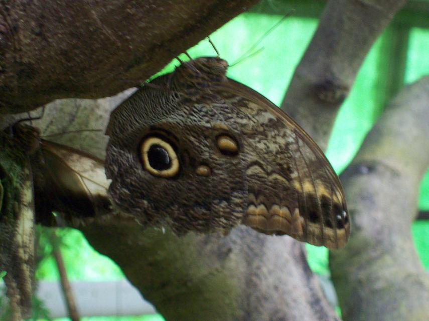butterfly5.JPG