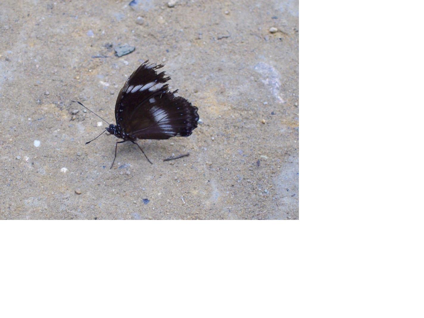 butterfly4.JPG