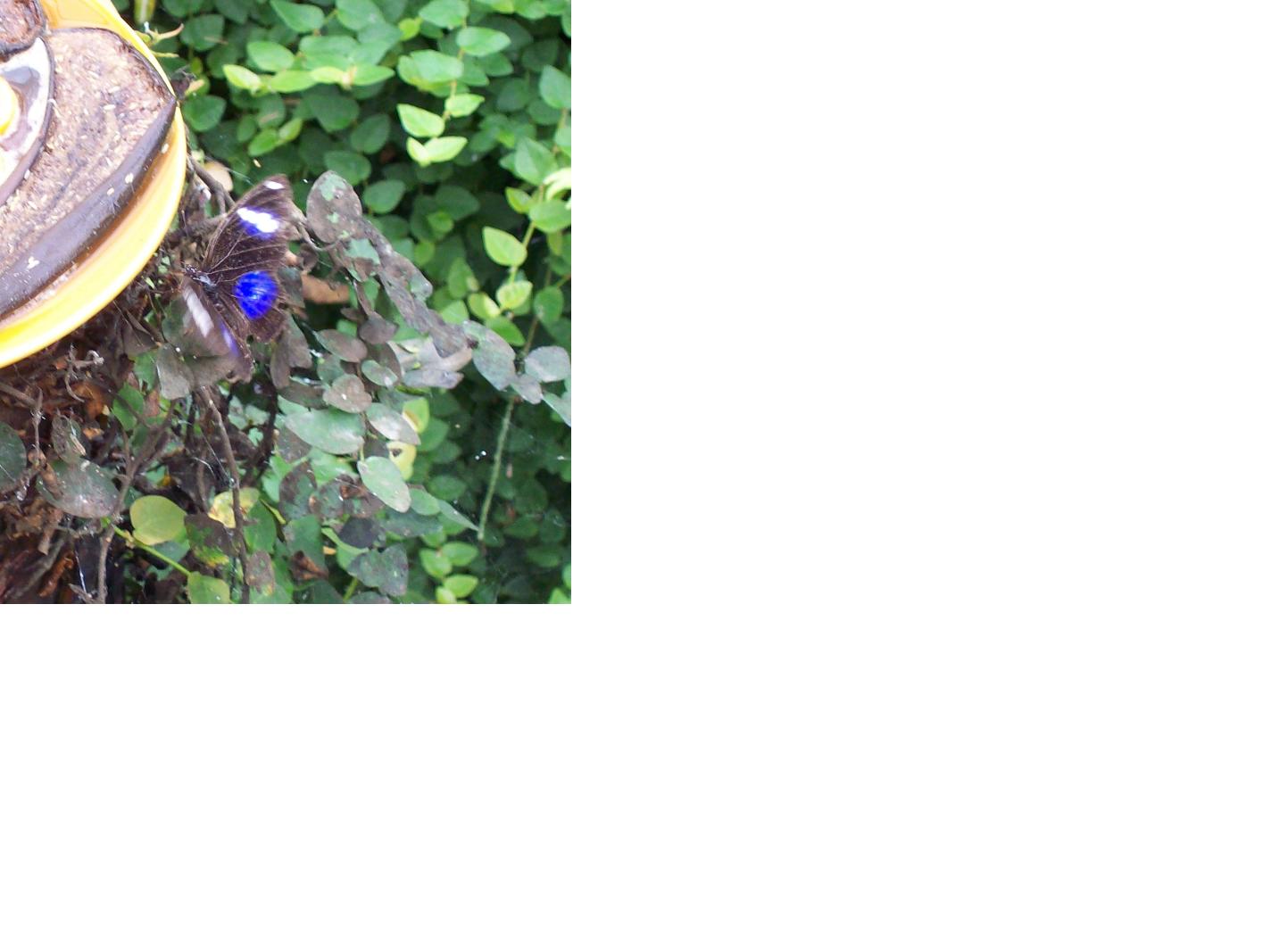 butterfly3.JPG