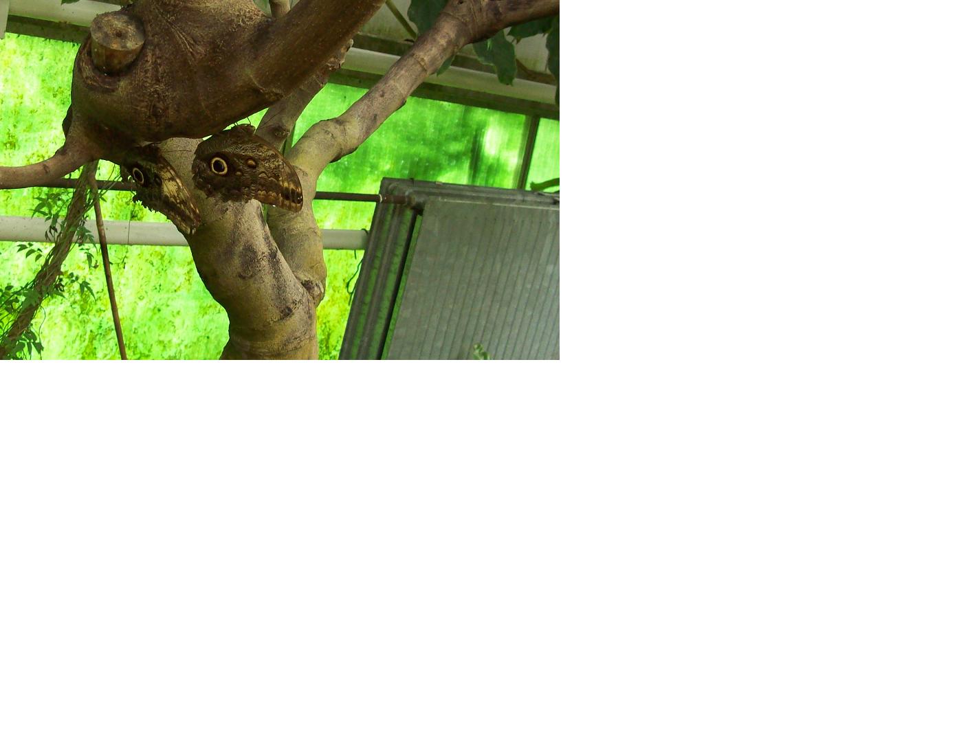 butterfly2.JPG