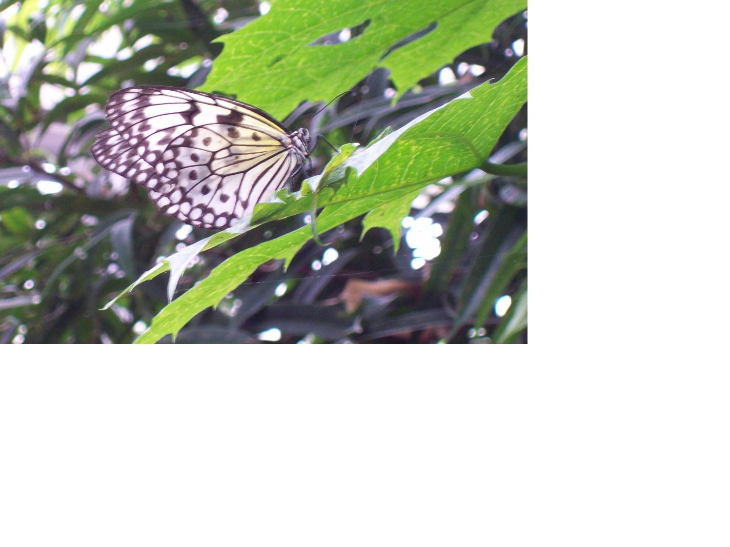 butterfly1.JPG