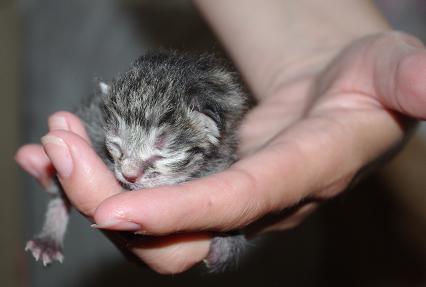katzenbaby.JPG