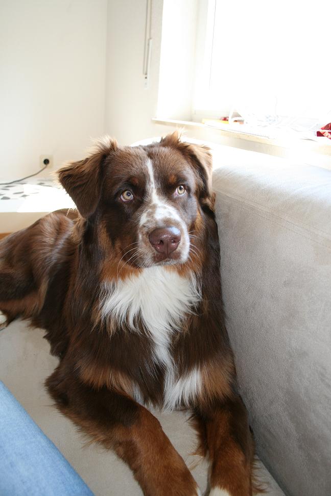 hundi111.JPG