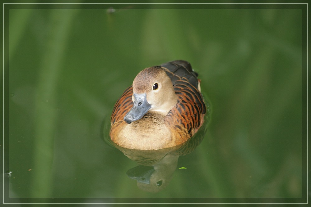 comp_Singapur2008 153.jpg