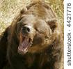 bÃƒÂ¶ser bÃƒÂ¤r no. 3.jpg