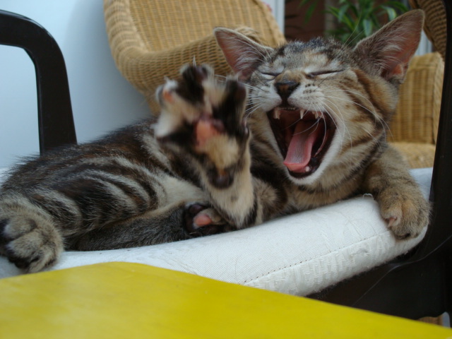 kaaaaaaaaaaaaaaatzenalarm! 022.JPG