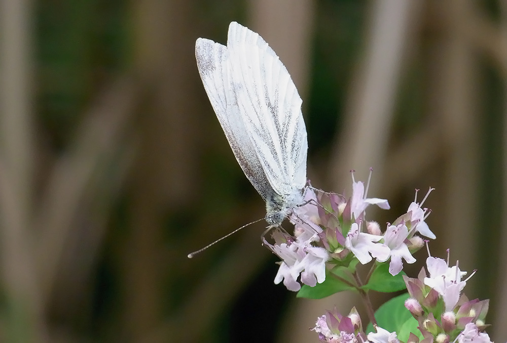 R0010058_1.jpg