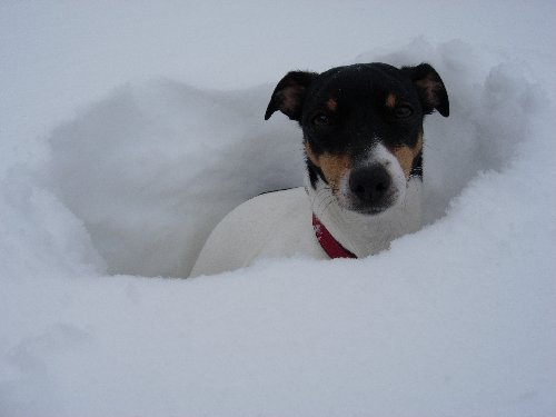 Patzy im Schnee.JPG
