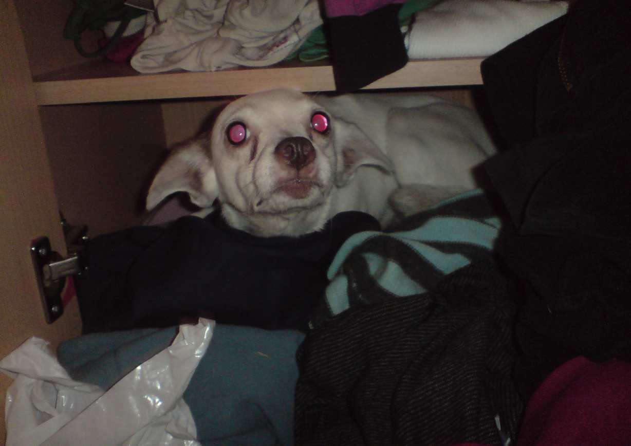 DSC00712aa.jpg