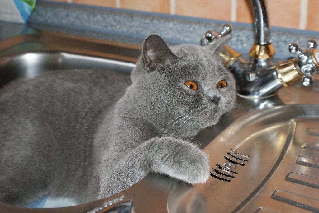 Eddy in der SpÃƒÂ¼le.jpg