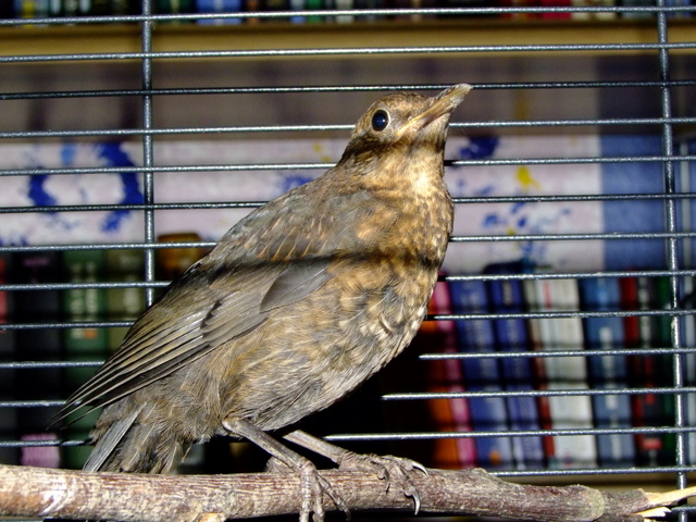 DSCF2533.JPG