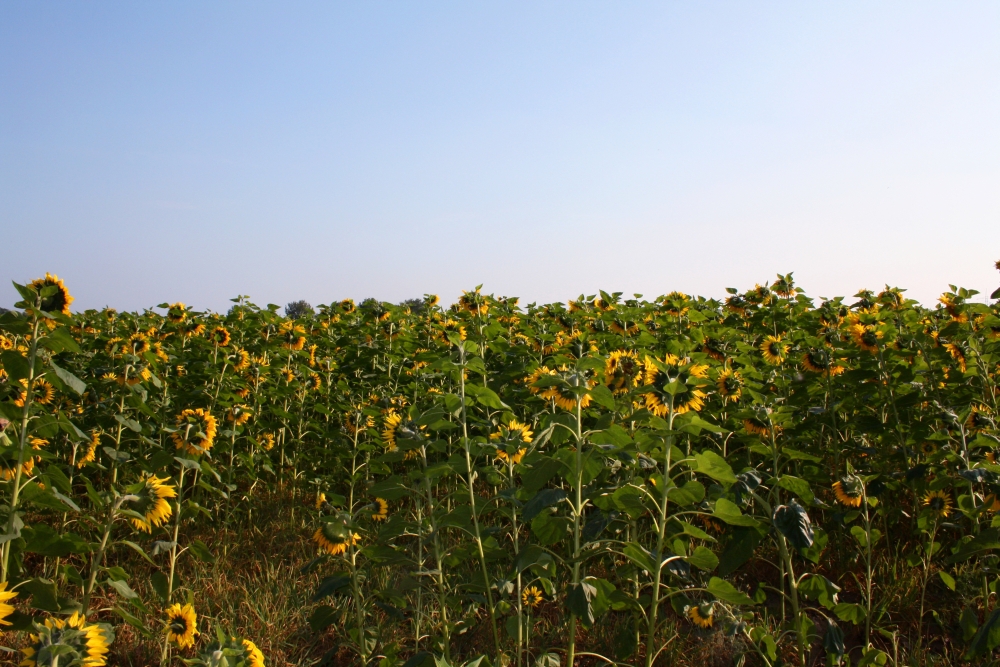 IMG_4177 bearbeitet + verkleinert.jpg