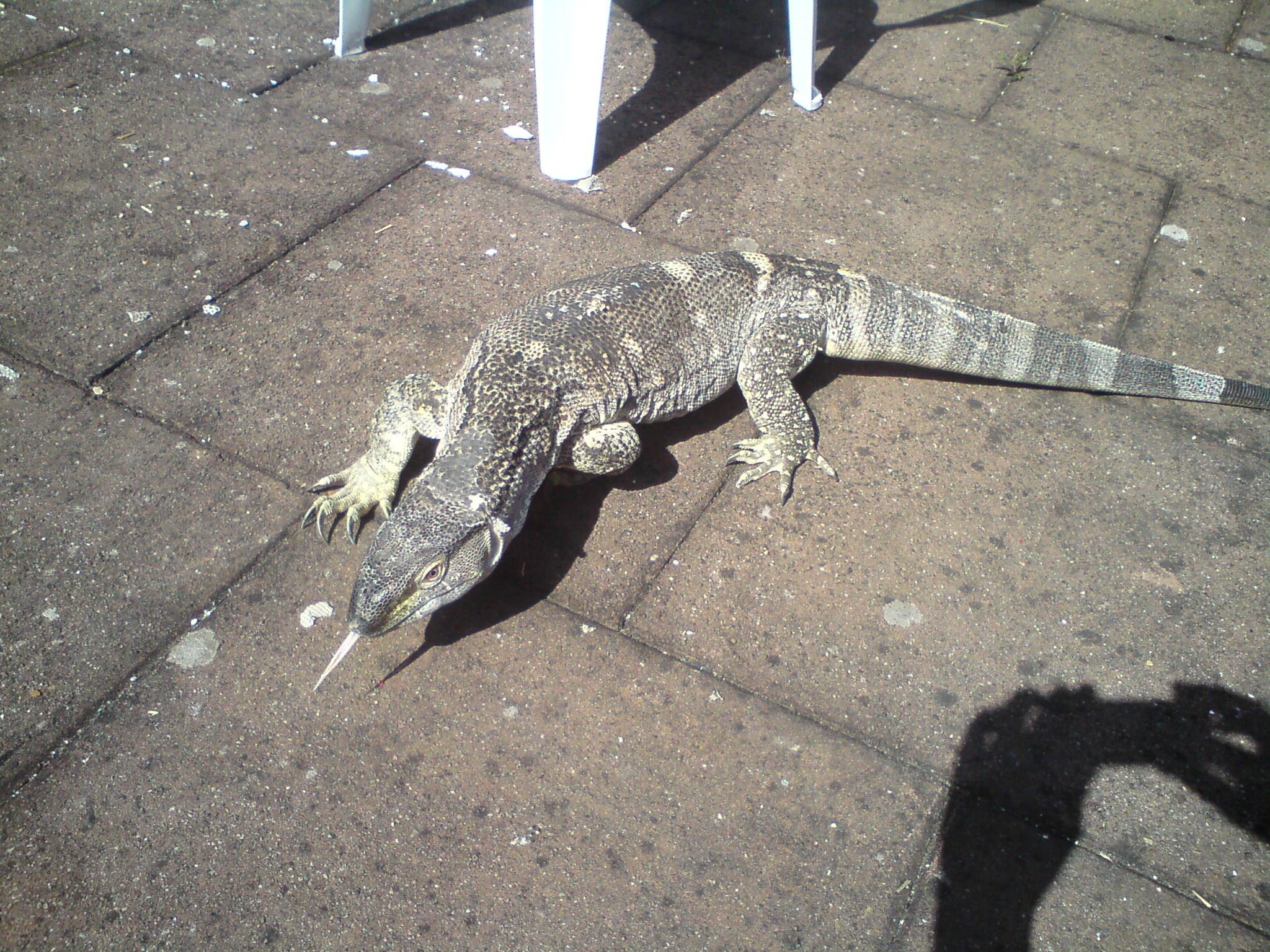 DSC00017.JPG