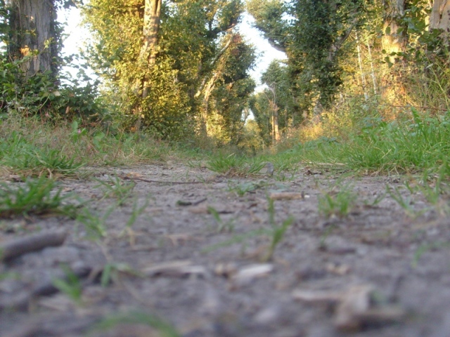 Aus der sicht eines Käfers_klein.JPG