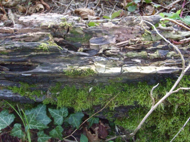 Something rotten II_klein.JPG