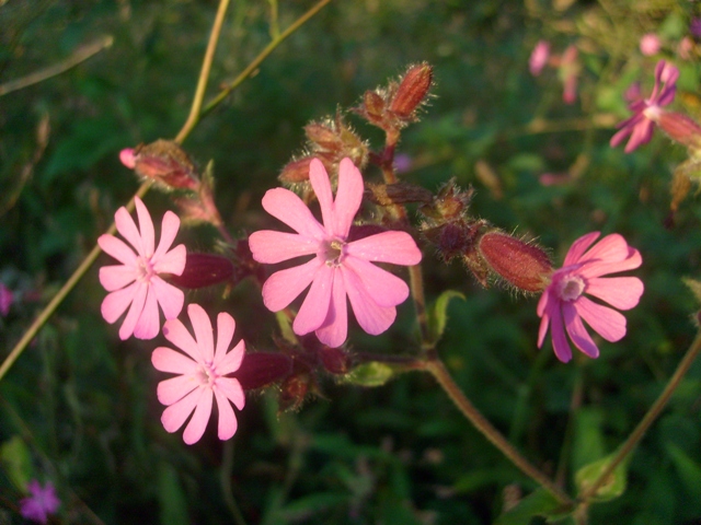 pink blossoms_klein.JPG