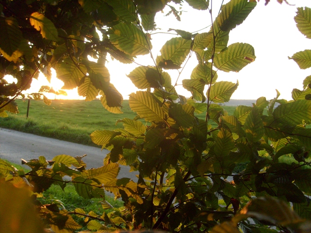 through the leaves_klein.JPG