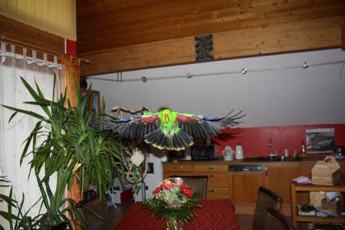 Peter im Flug_klein.JPG