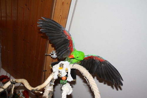 Aggro Peter_klein.JPG