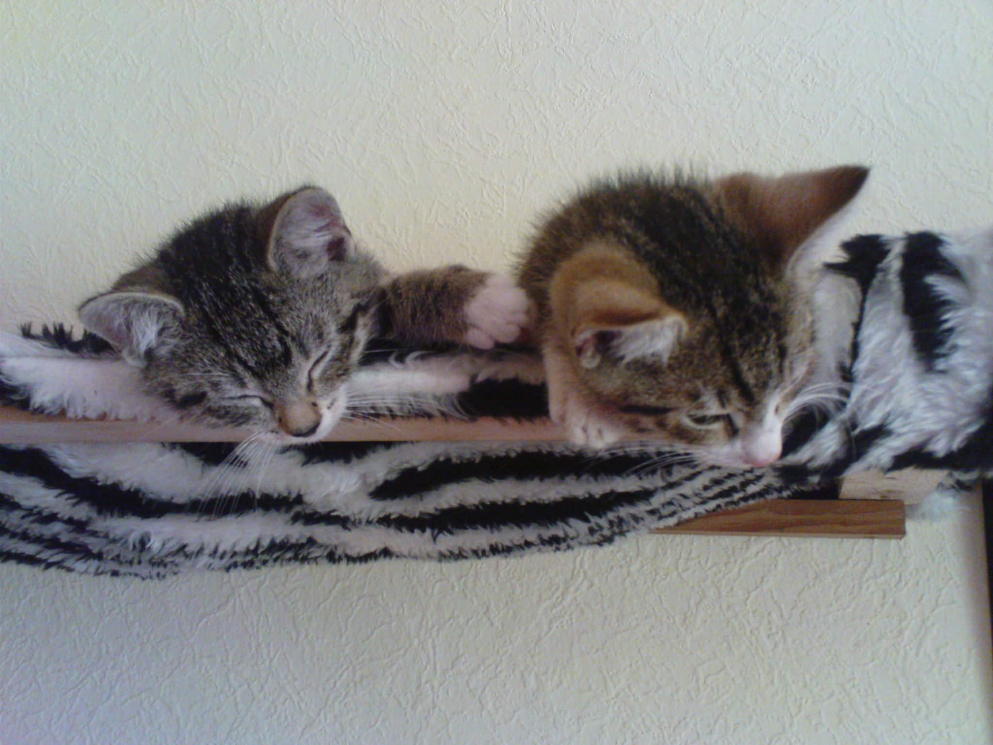 DSC00931.JPG