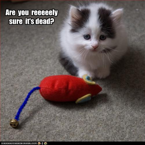 funny-pictures-kitten-asks-if-toy-is-dead.jpg