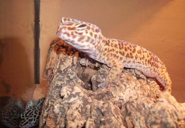PICT0071.JPG