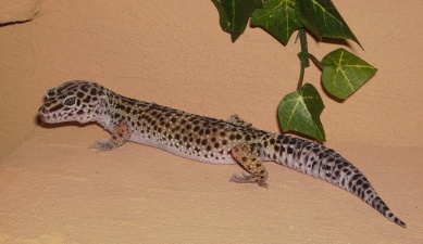 PICT0013.JPG