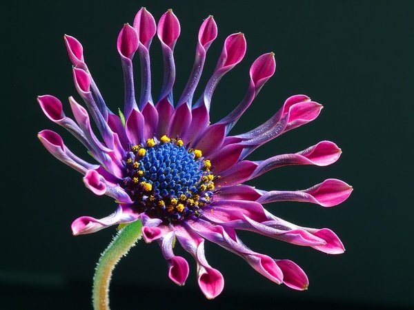 flower_by_Toxic_Season.jpg