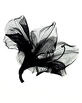 Amaryllis_by_Illiamdra.jpg