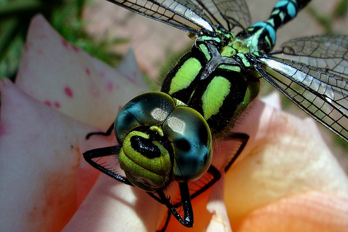 dragonfly.jpg