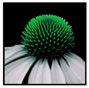 another_flower_by_mzkate.jpg