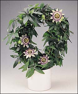 Passiflora.JPG