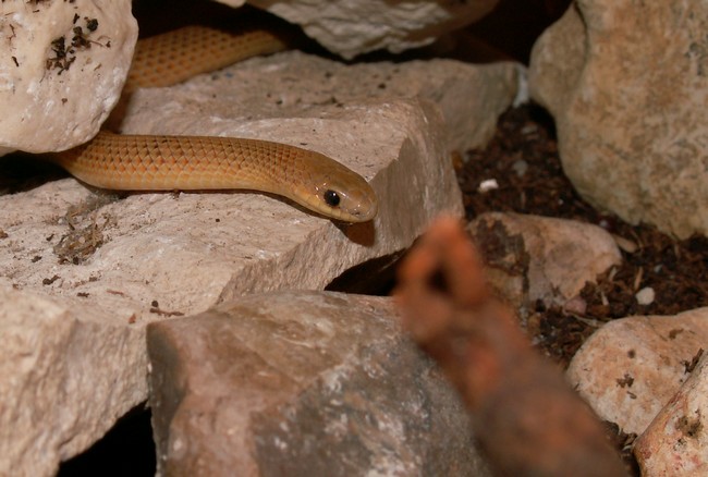 sonoras039.jpg