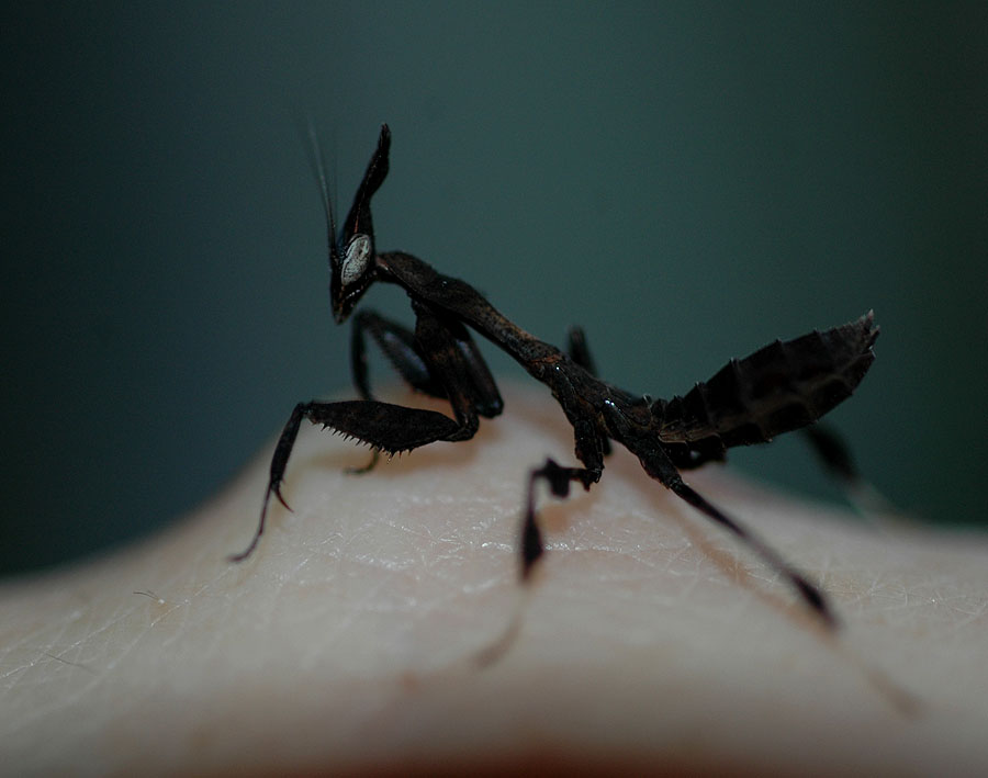 the_beauty_mantis.jpg