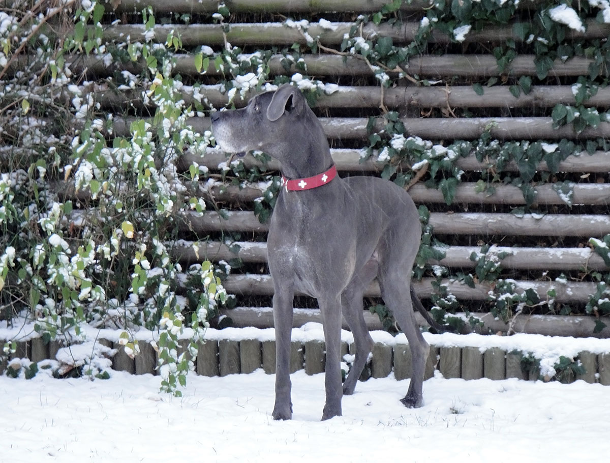 DSC00062_schnee.jpg