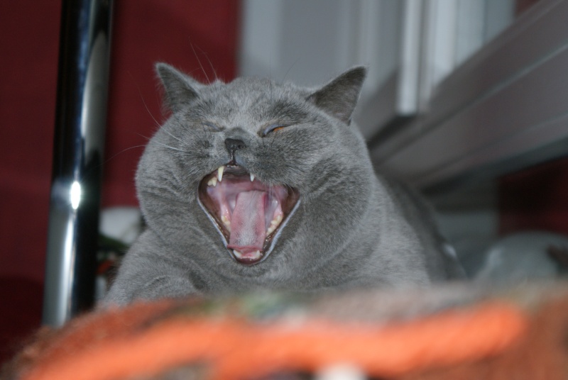 DSC01921.JPG