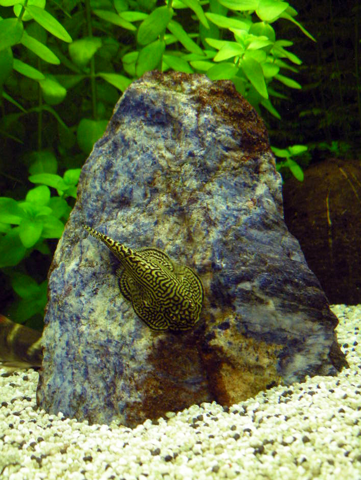 Prachtflossensauger2.JPG