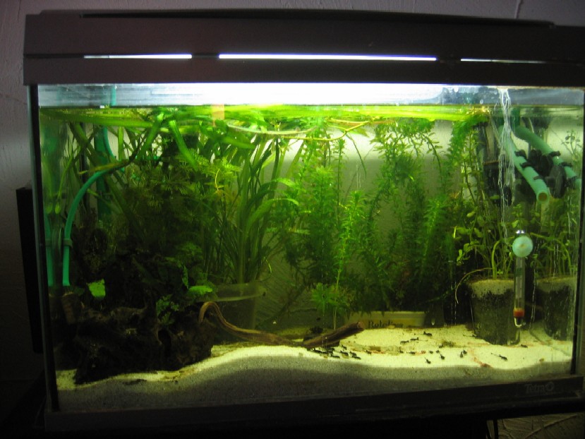 Aufzucht 60L.jpg