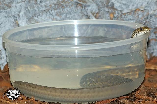 Th. elegans vagrans.jpg