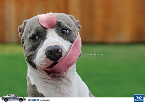 2008-03-24_hyundai-coupe-hunde-zunge-werbung.jpg