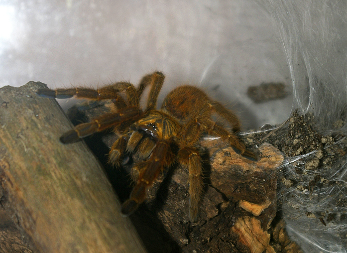 murinus1small.jpg