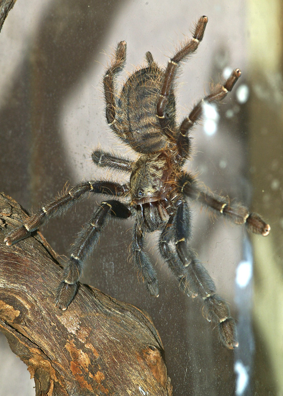 cyrio1small.jpg