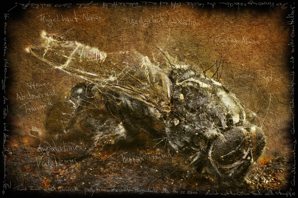 forgotten_fly.jpg