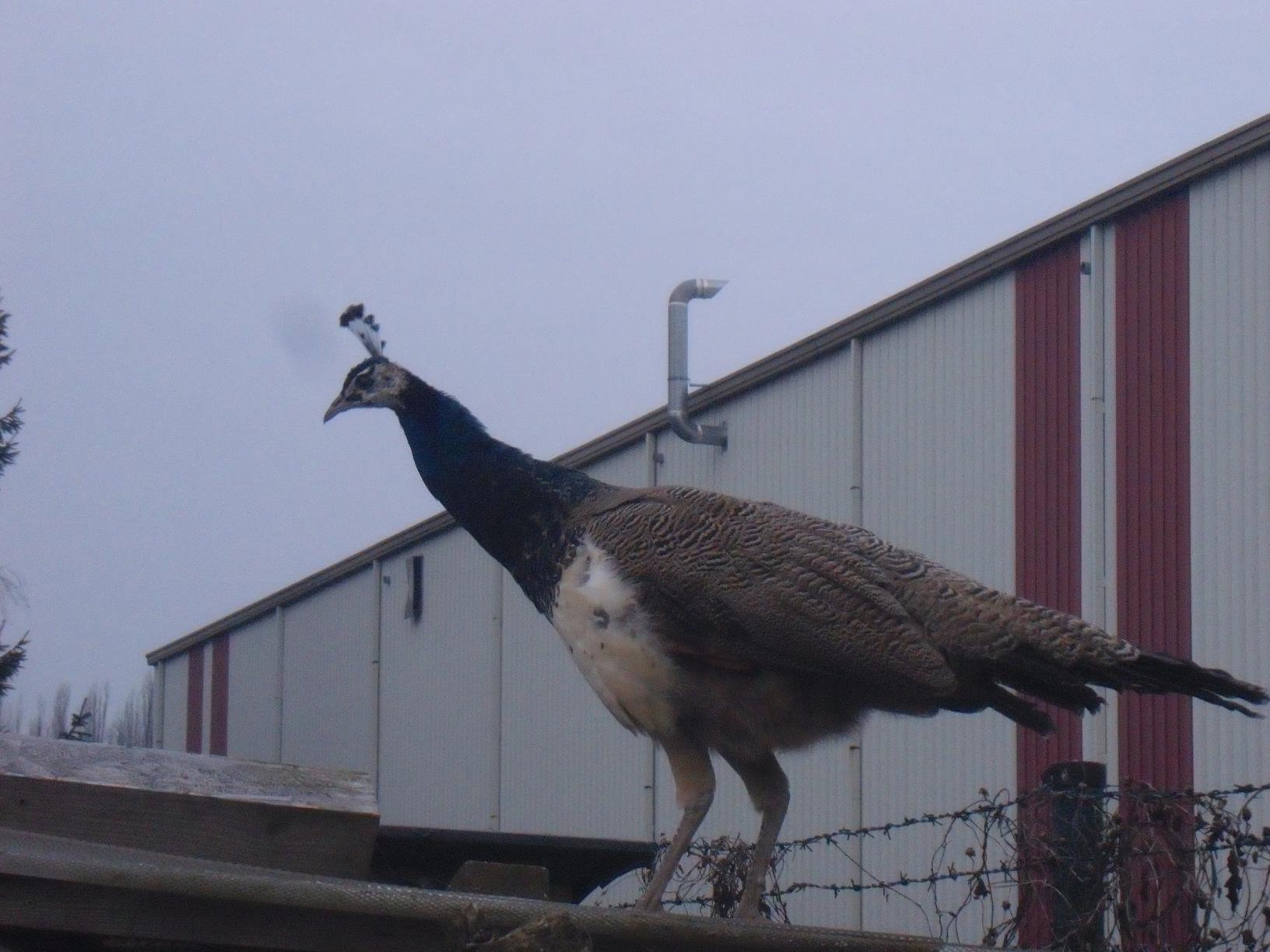 CIMG2123kl.jpg