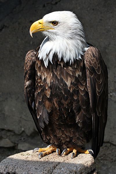400px-Weisskopf_Seeadler_haliaeetus_leucocephalus_7_amk.jpg