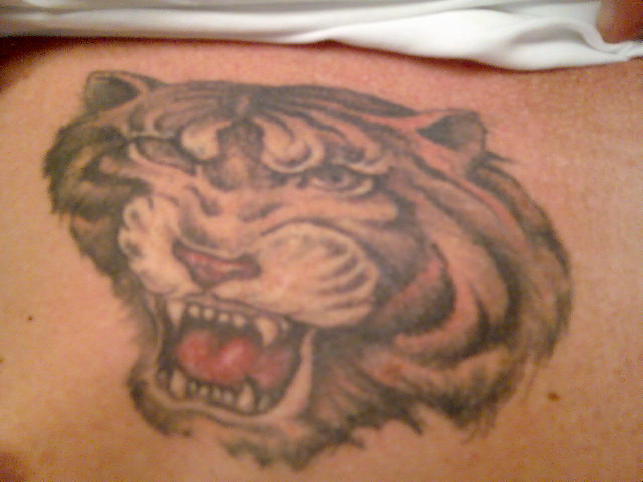 Tiger DG.jpg