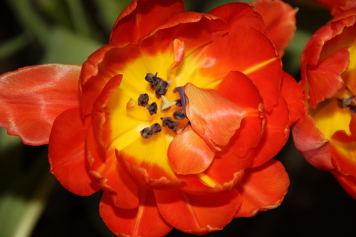 tulpe.jpg
