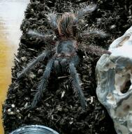 Frija-Lasiodora paraphybana verkl..jpg