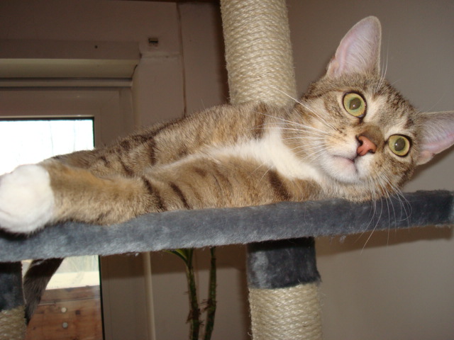 kittykatzis 022.JPG