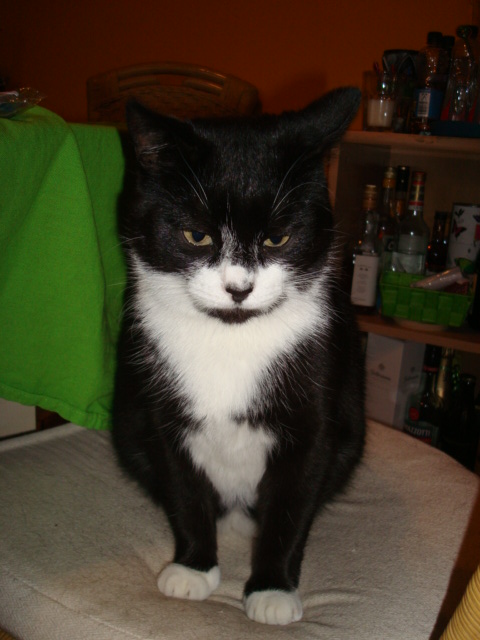 kittykatzis 025.JPG